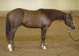 SH Zeenormous
