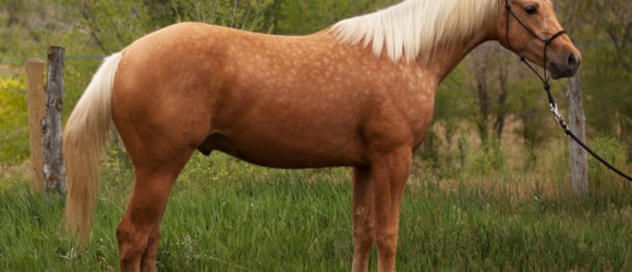 half arabian reining horse