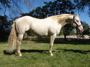 cremello reining stallion