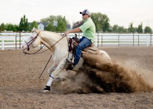 reining stallion