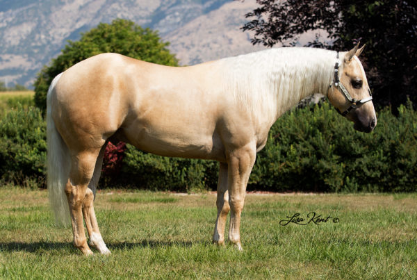 reining horse for sale by hf mobster