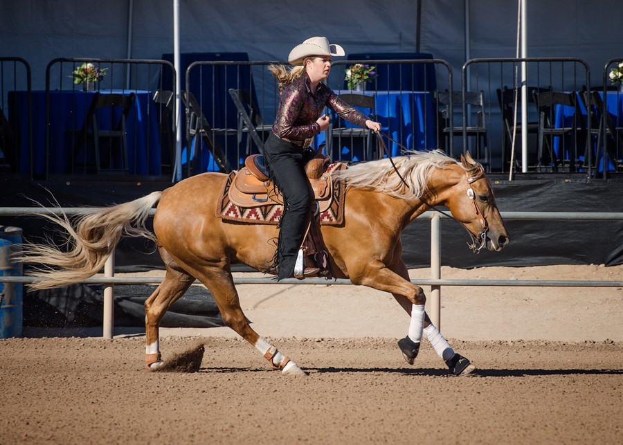 SH Cool Dude at the 2015 Scottsdale Arabian Horse Show
