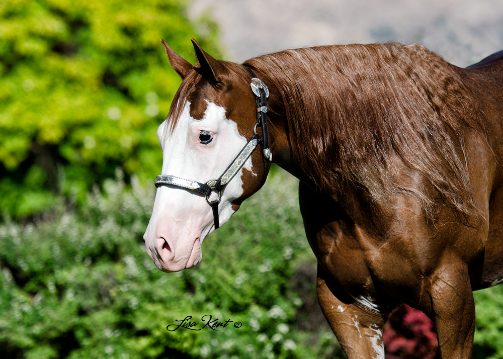 APHA AQHA reining horse for sale