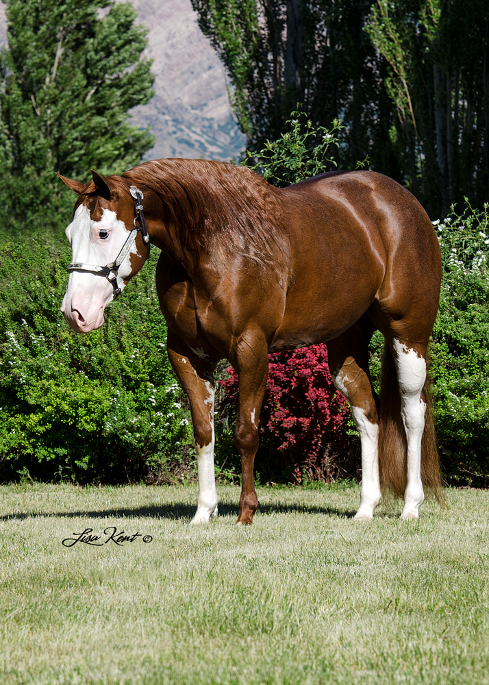 APHA reining horse for sale