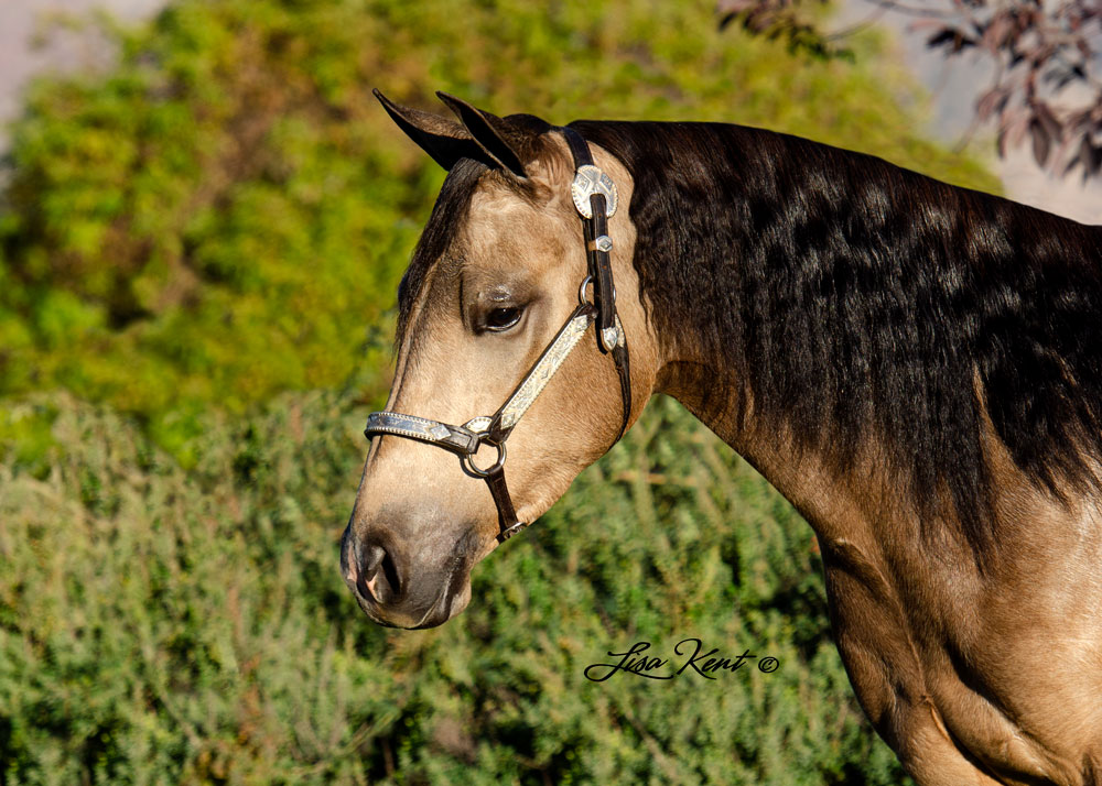 reining horse for sale in utah