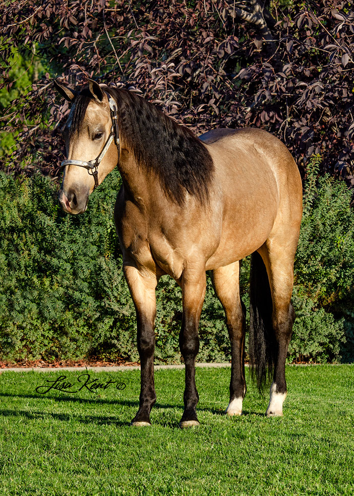 reining horse for sale in utah