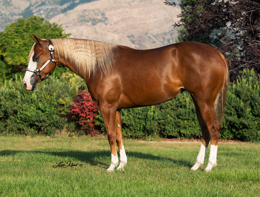 reining prospect for sale