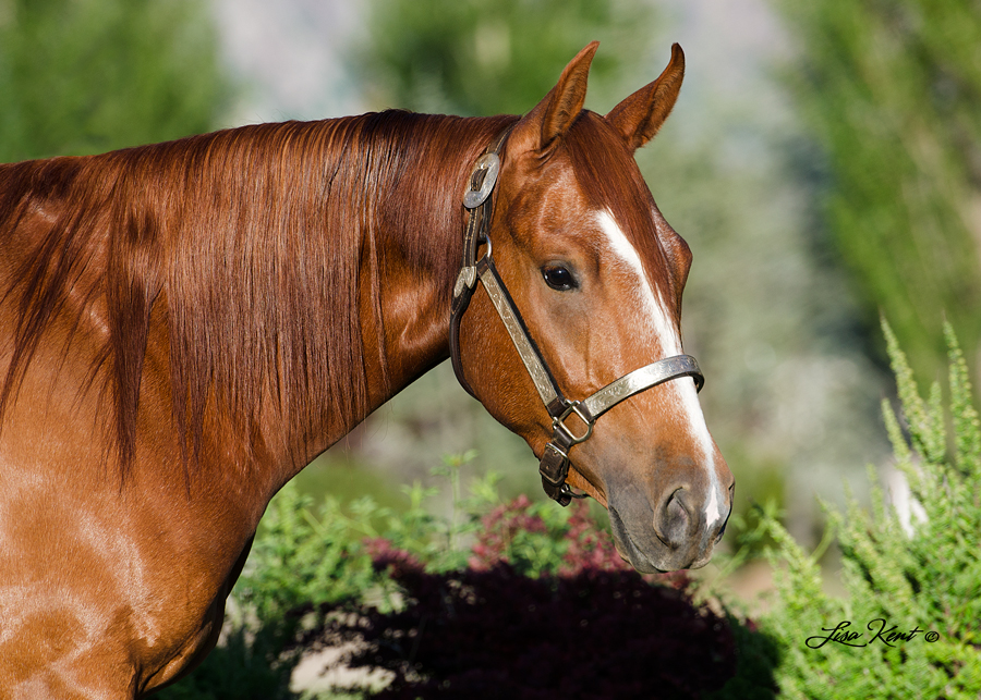 half arabian reining horse