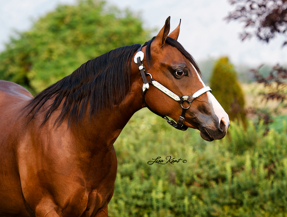 reining horses for sale