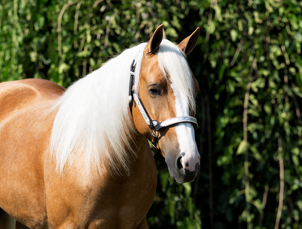 reining horse for sale by Boomernic