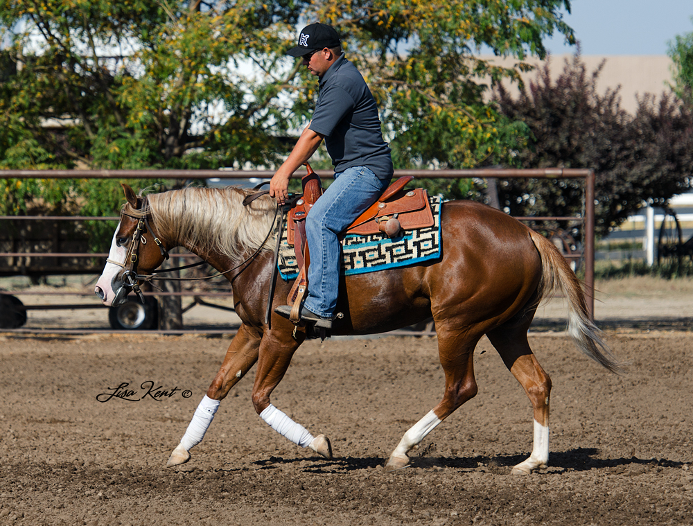 reining horse for sale