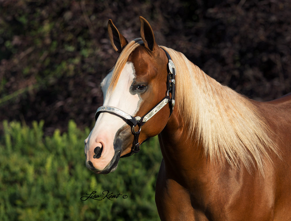 beautiful reining horse for sale