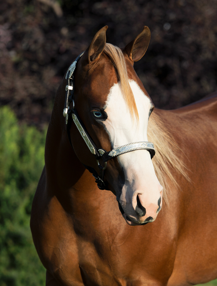 reining horses for sale