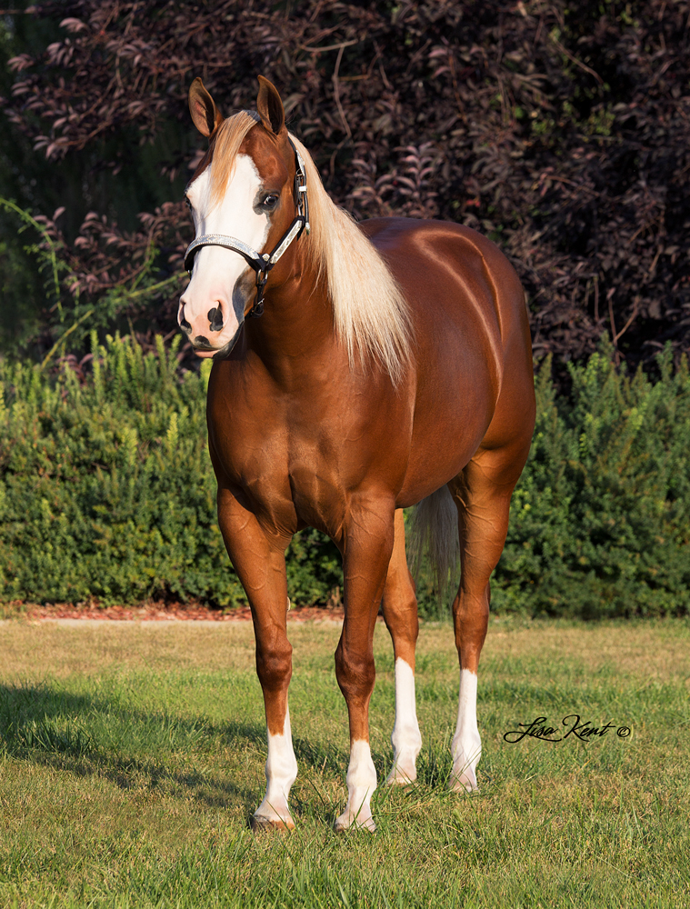 reining horse for sale in utah