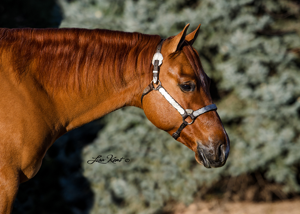 reining prospect for sale