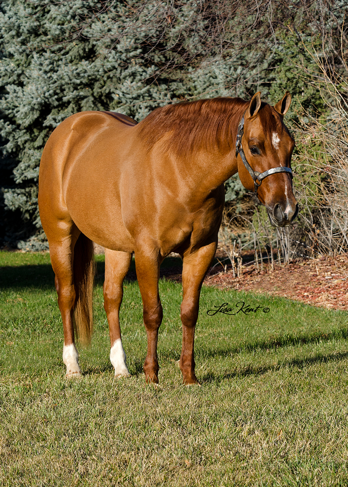 reining horse for sale