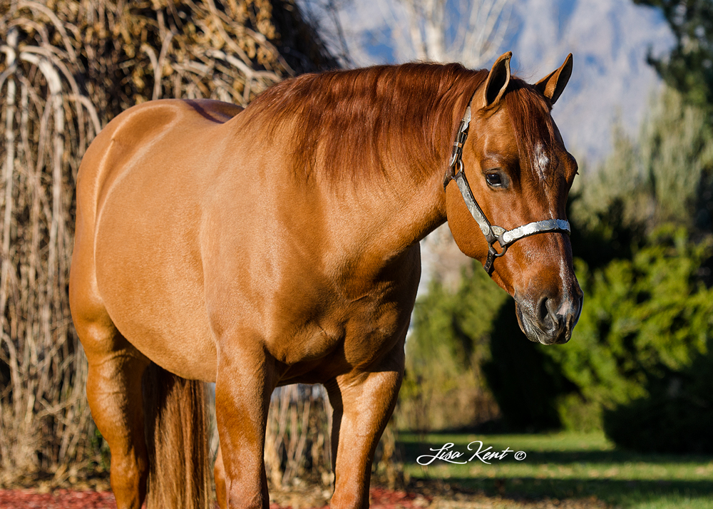 reining horse for sale