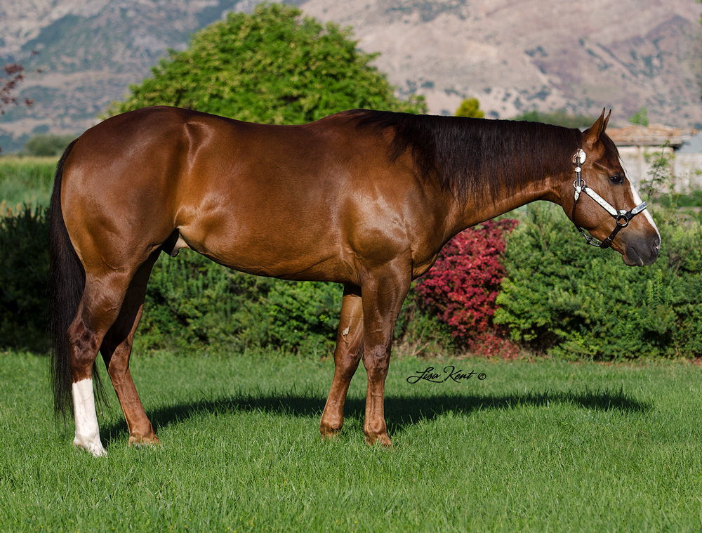 reining horse for sale