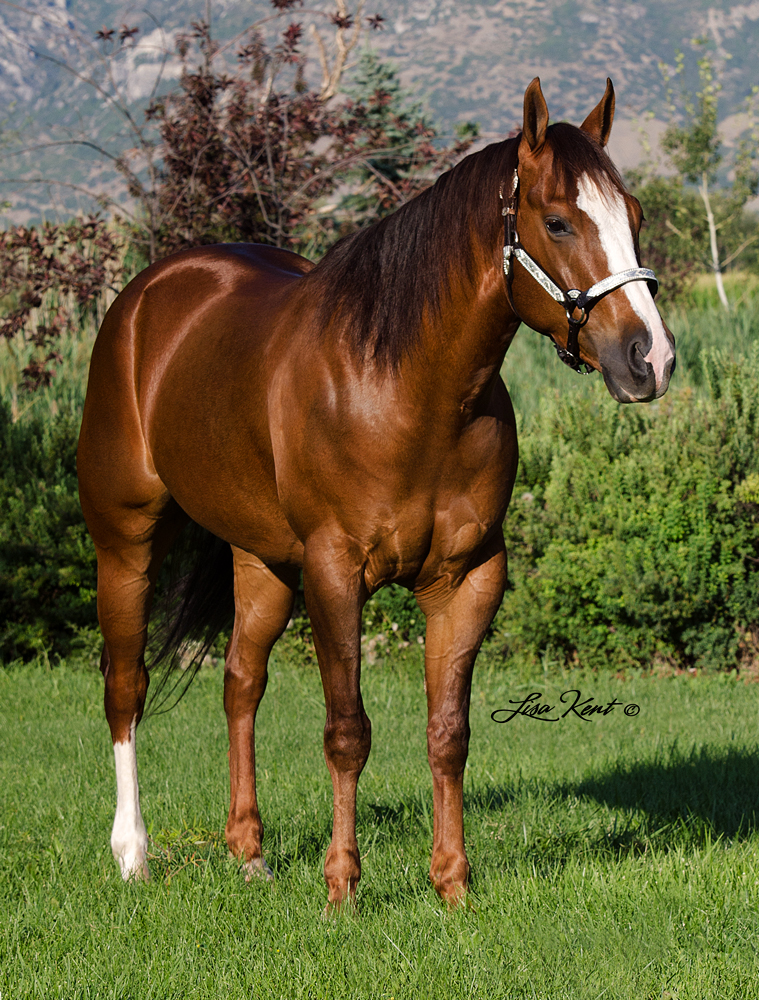 reining horses for sale