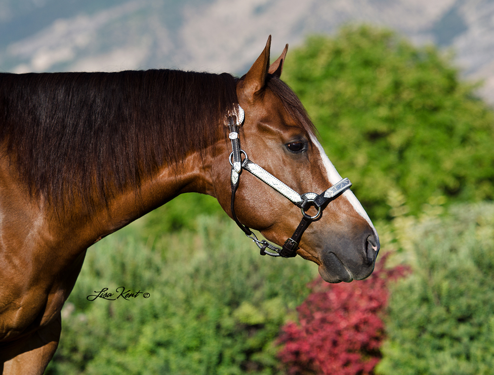 reining horses for sale utah