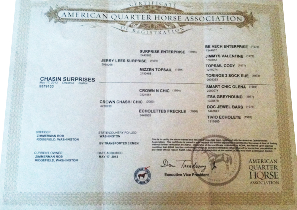 Chasin Surprises registration papers