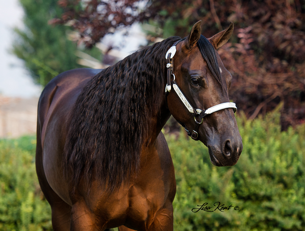 reining horse by jerry lees surprise for sale