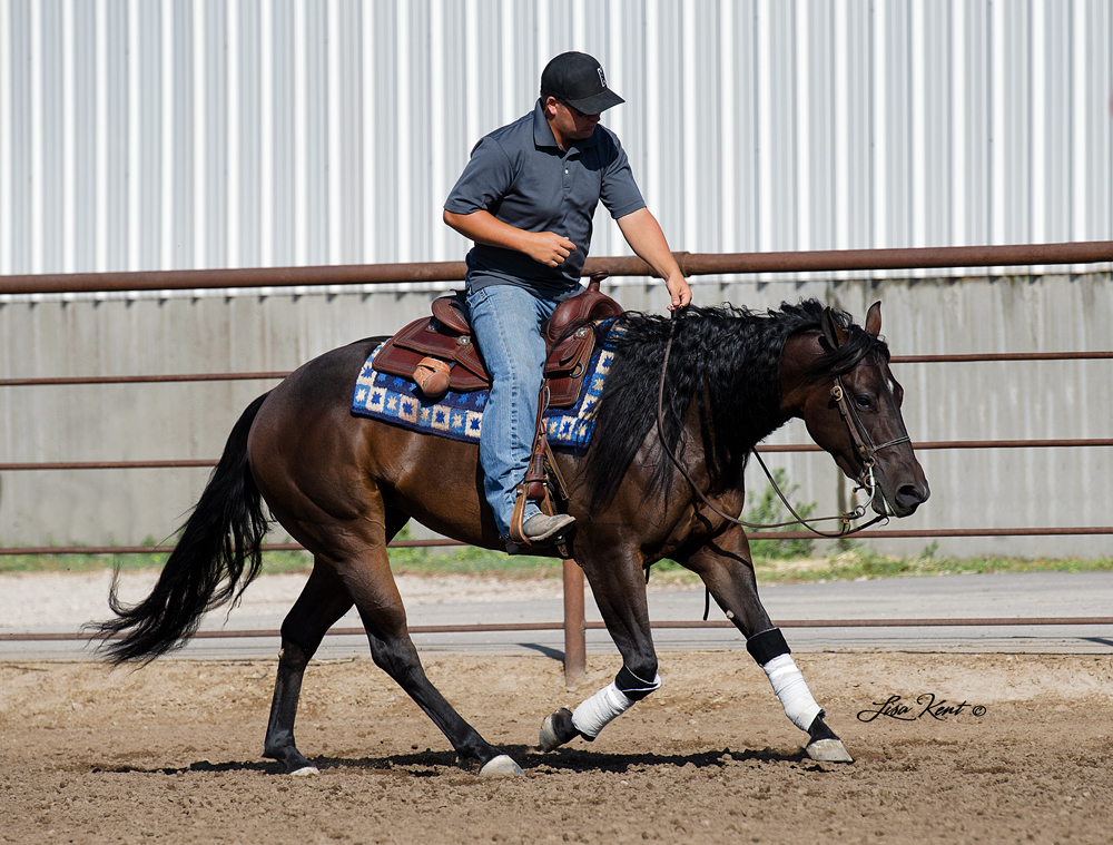 reining horses for sale