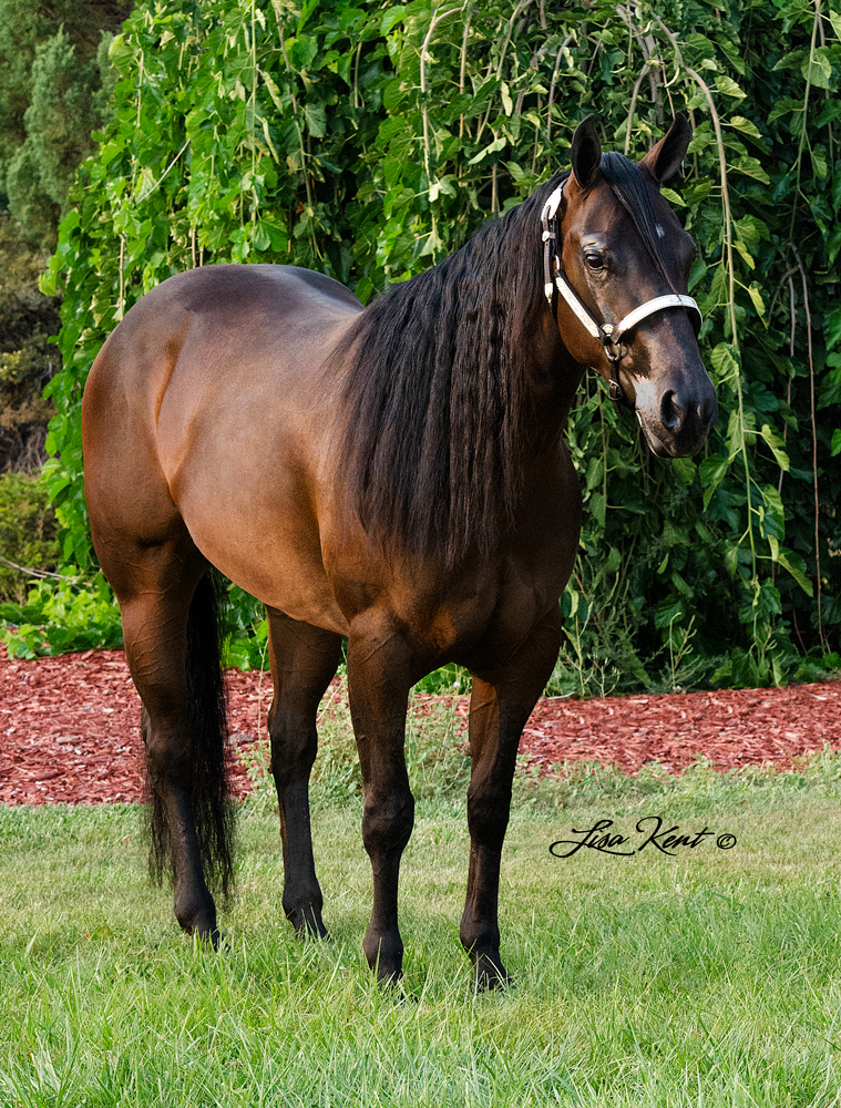 reining horses for sale