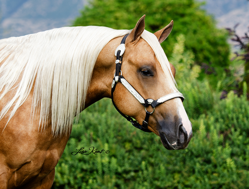 reining horse for sale