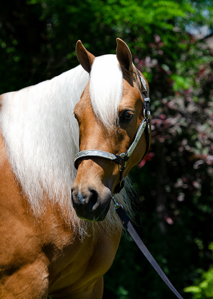 half arabian palomino gelding reining horse for sale