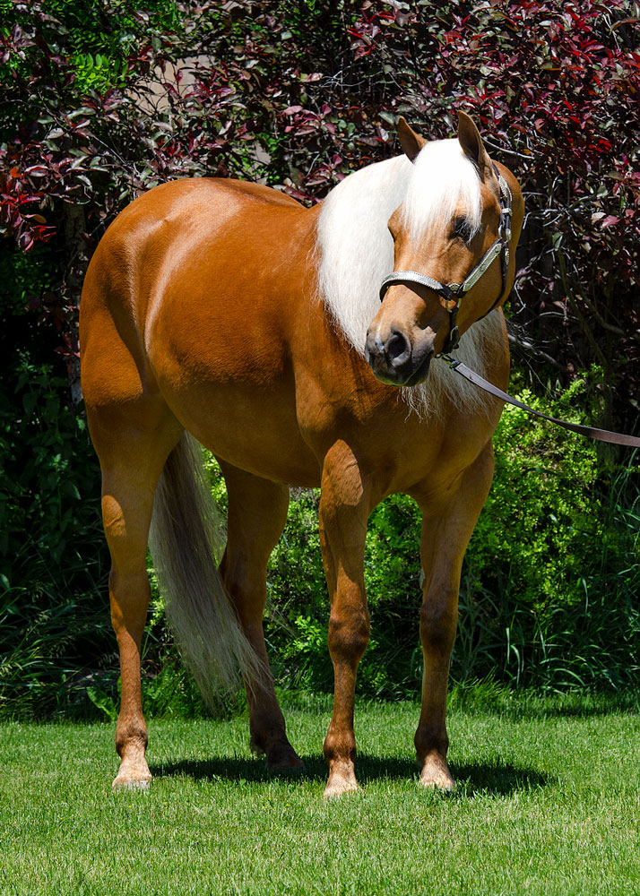 half arabian palomino gelding reining horse for sale