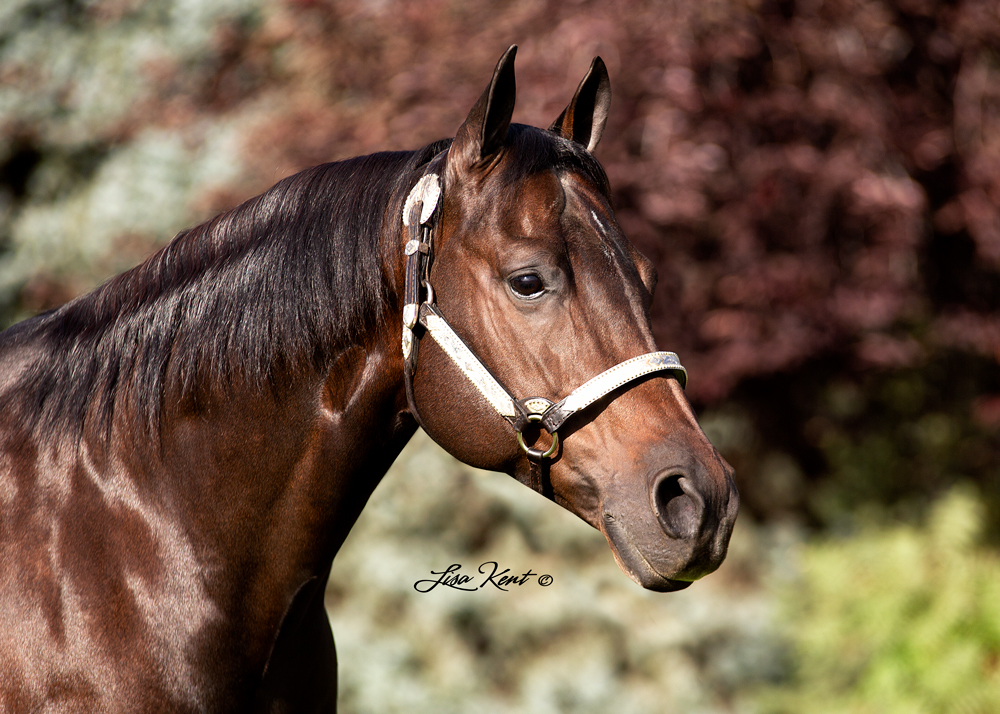 proven reining horse for sale in utah
