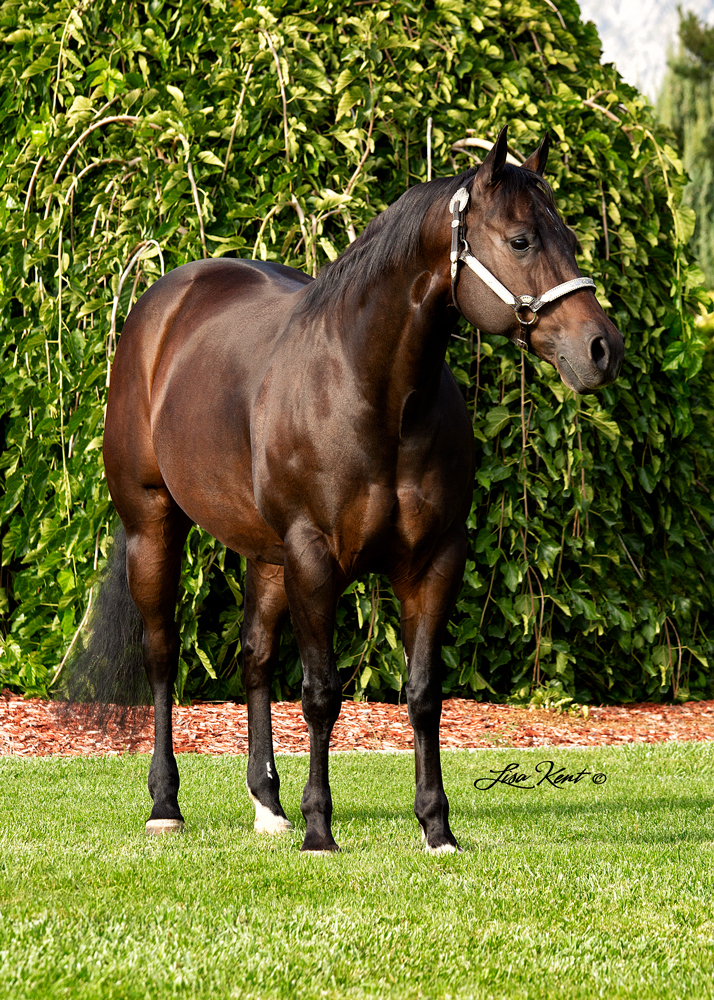 reining horse for sale in utah