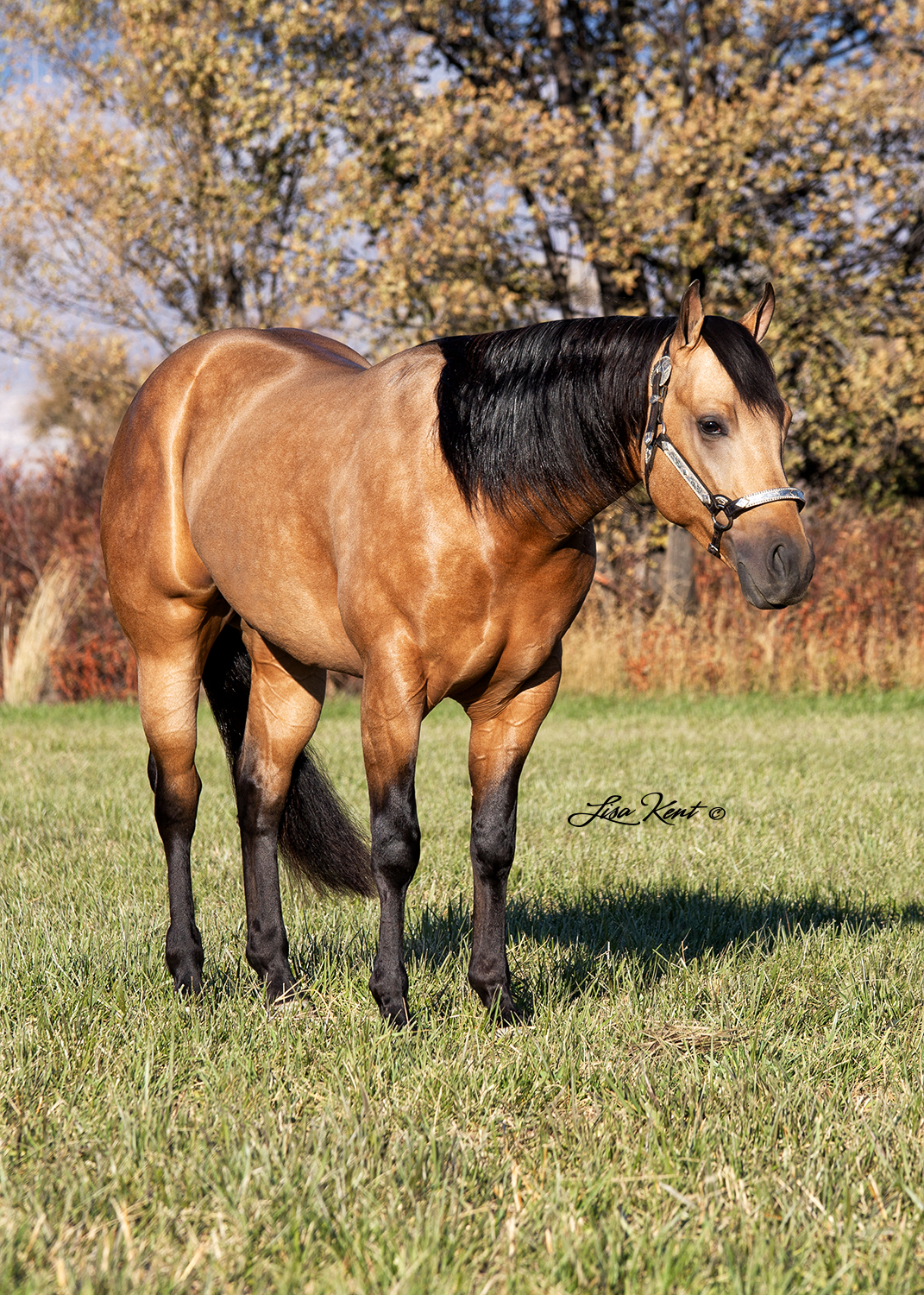 buckskin reining horse for sale