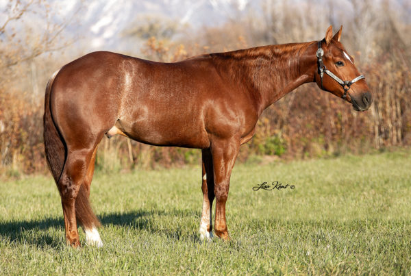 2 year old reining colt for sale by A Sparkling Vintage
