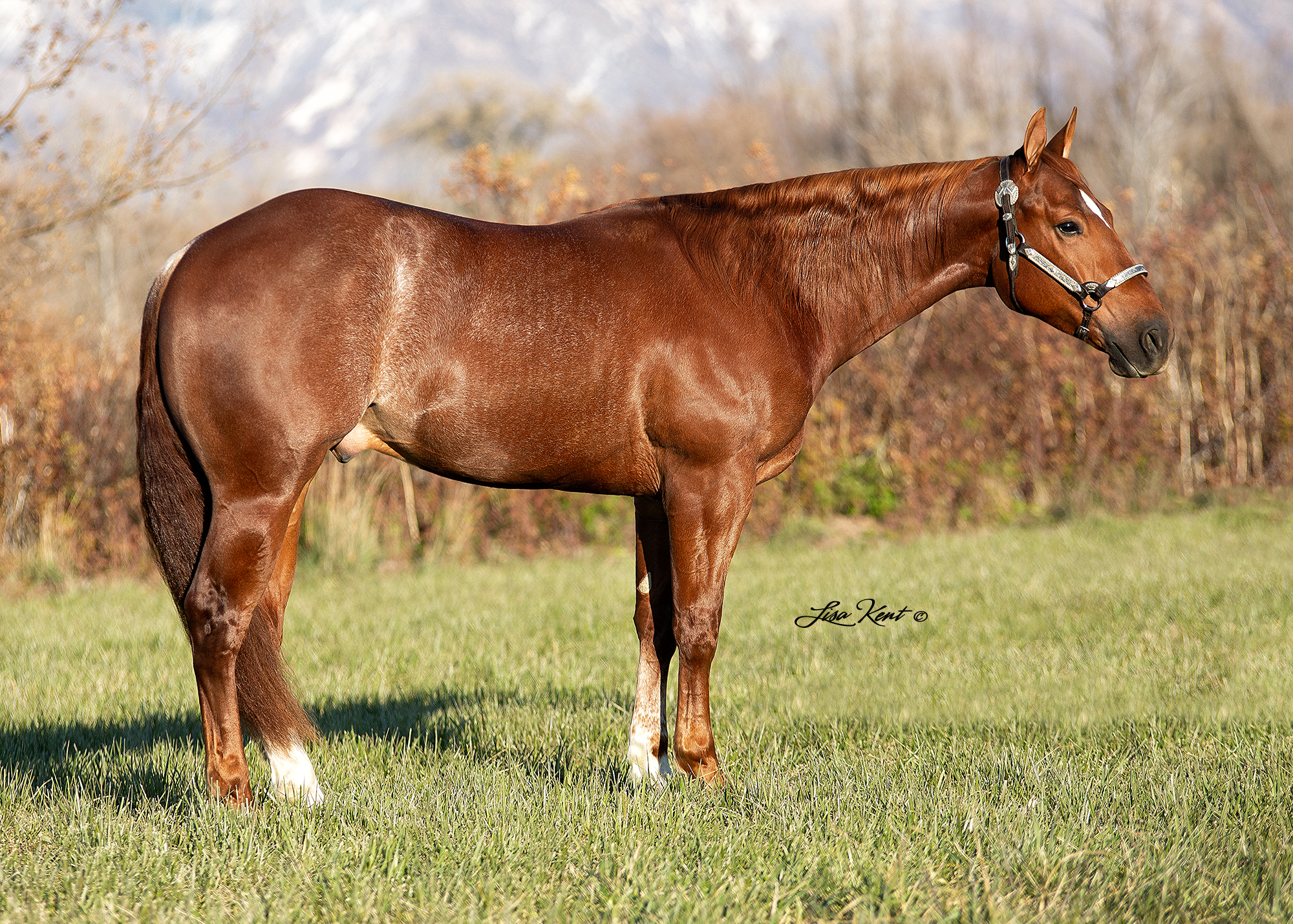 2 year old reining colt for sale by A Sparkling Vintage