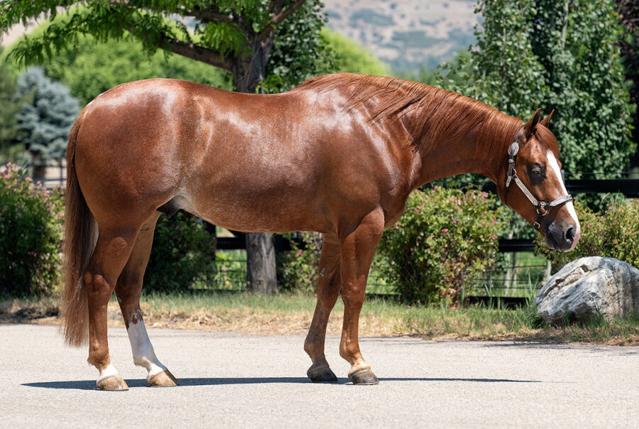 Reining Horses For Sale Preston Kent Reining