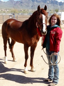 reining horse for sale