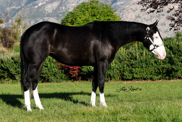 reining horse for sale by hf mobster