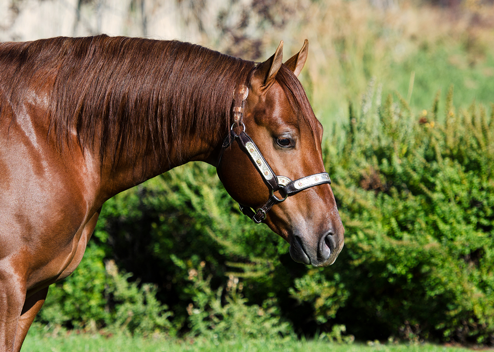 NRHA Futurity Prospect Sales Gunna Storm