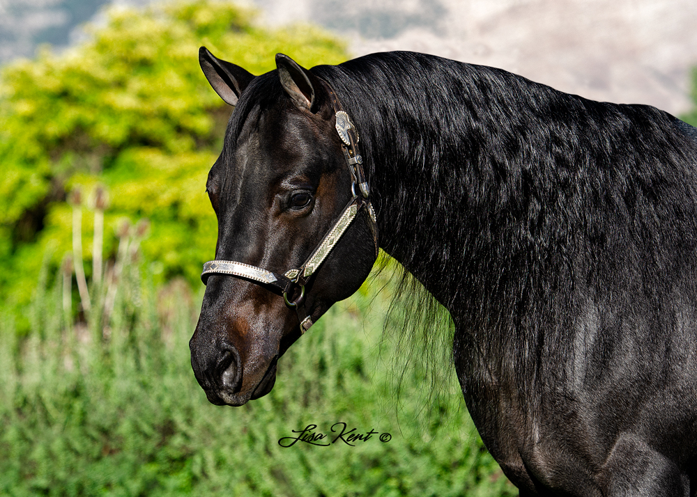 roan reining horse for sale