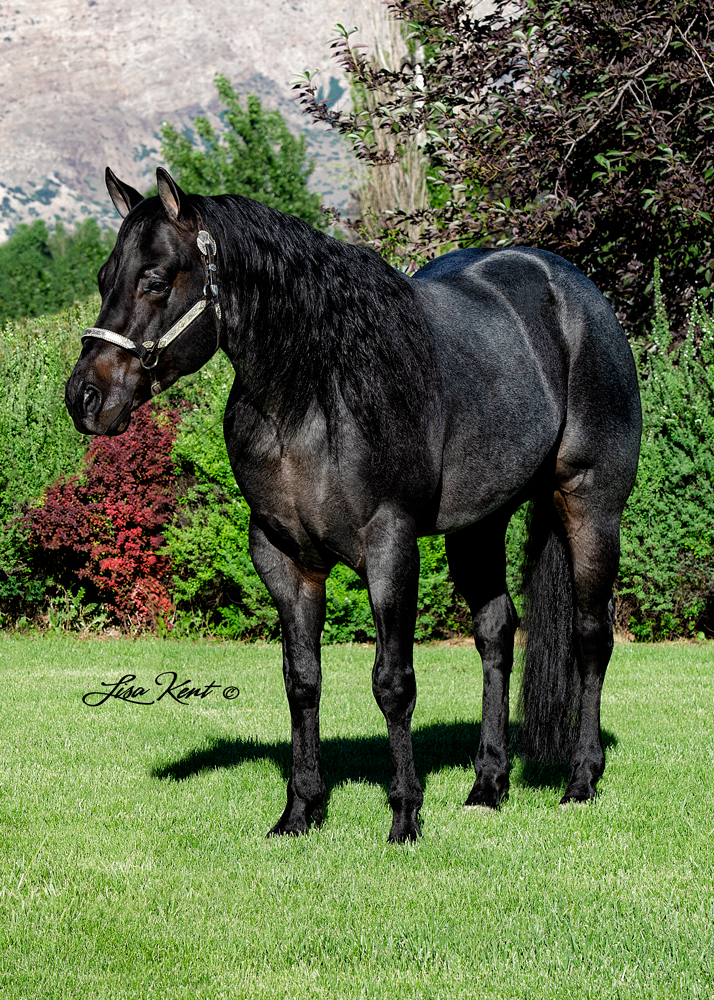 roan reining horse for sale
