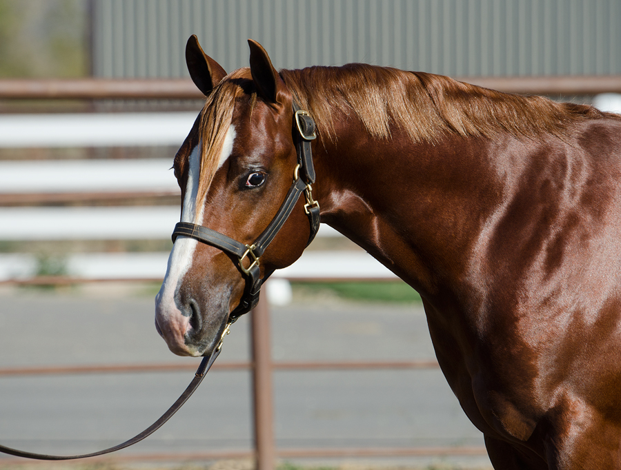 reining horse