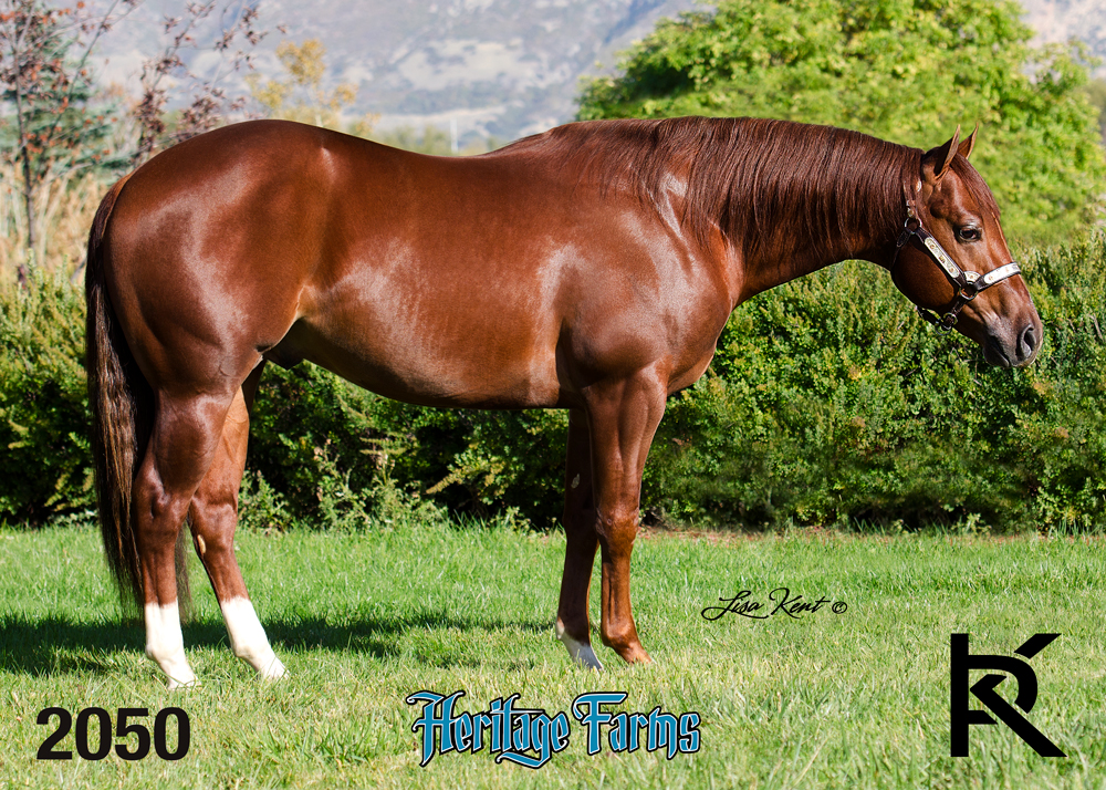 reining horse for sale nrha futurity sales