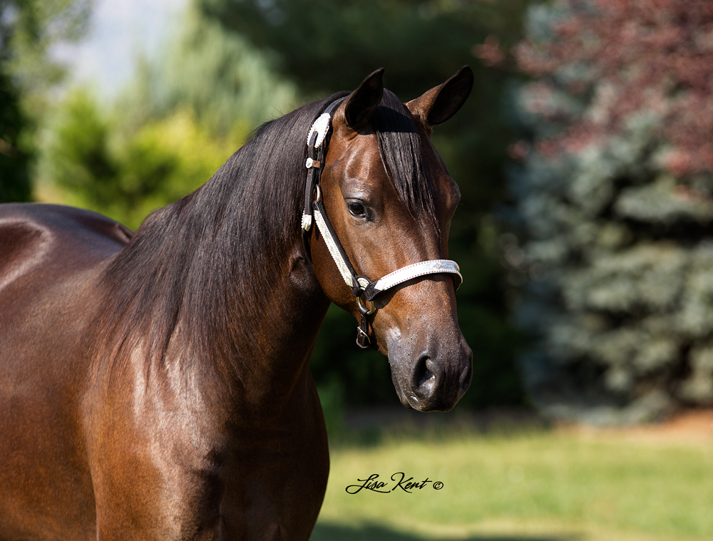 reining horse for sale