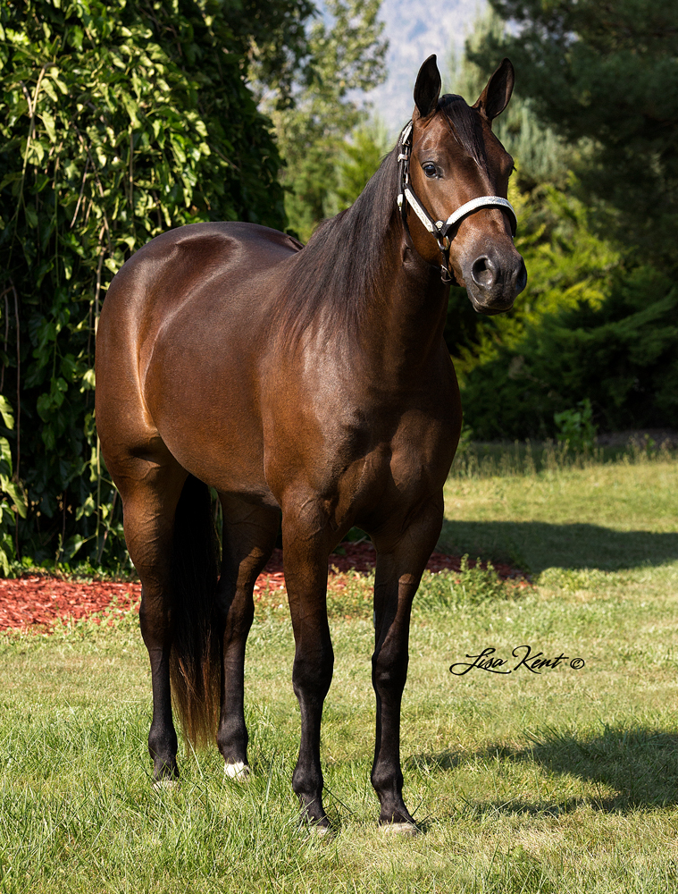 reining horse for HF Mobster