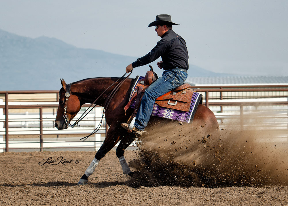 reining horse sliding stop