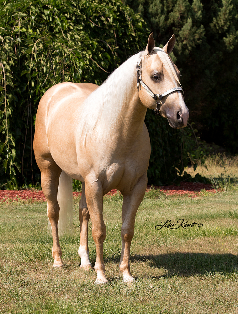 reining 2 yr old for sale
