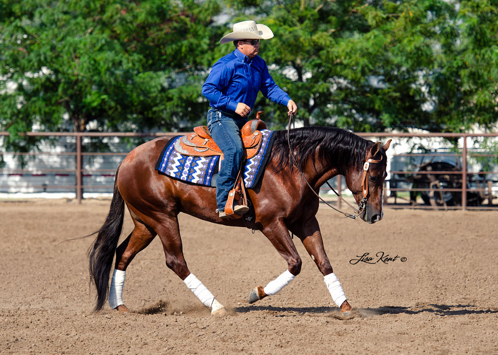 reining horses for sale