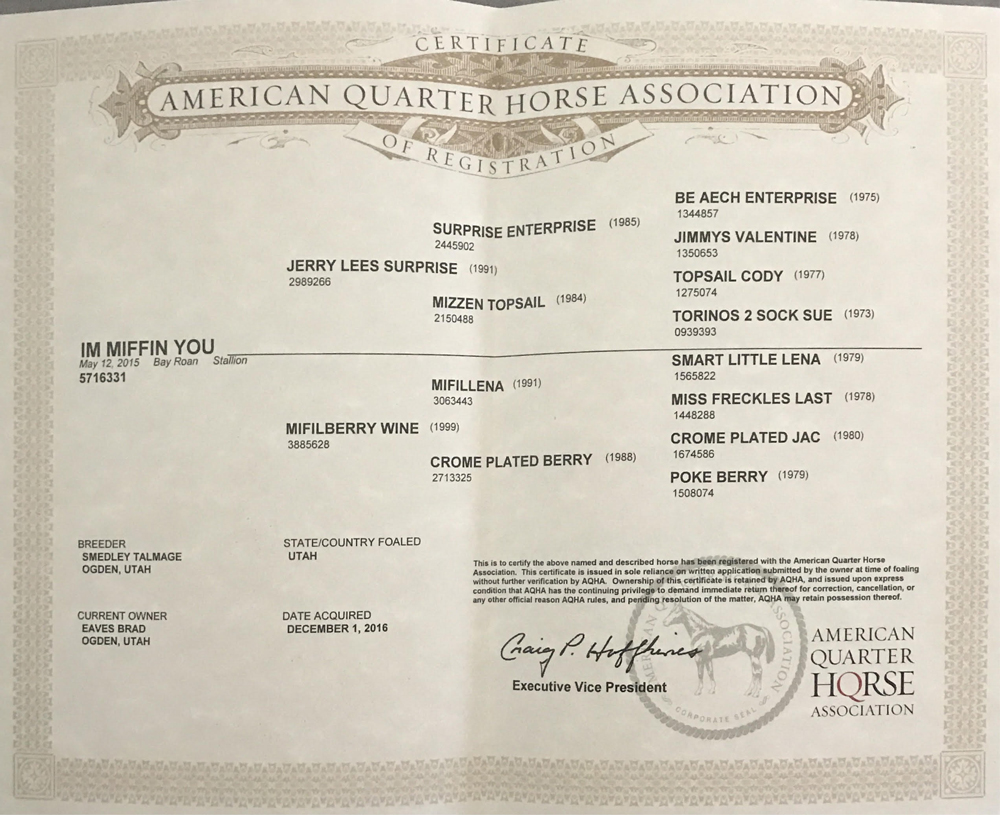 roan reining horse for sale